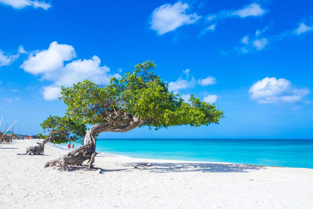 Aruba Tourism - Iconic Divi Divi tree on white sand beach in Aruba